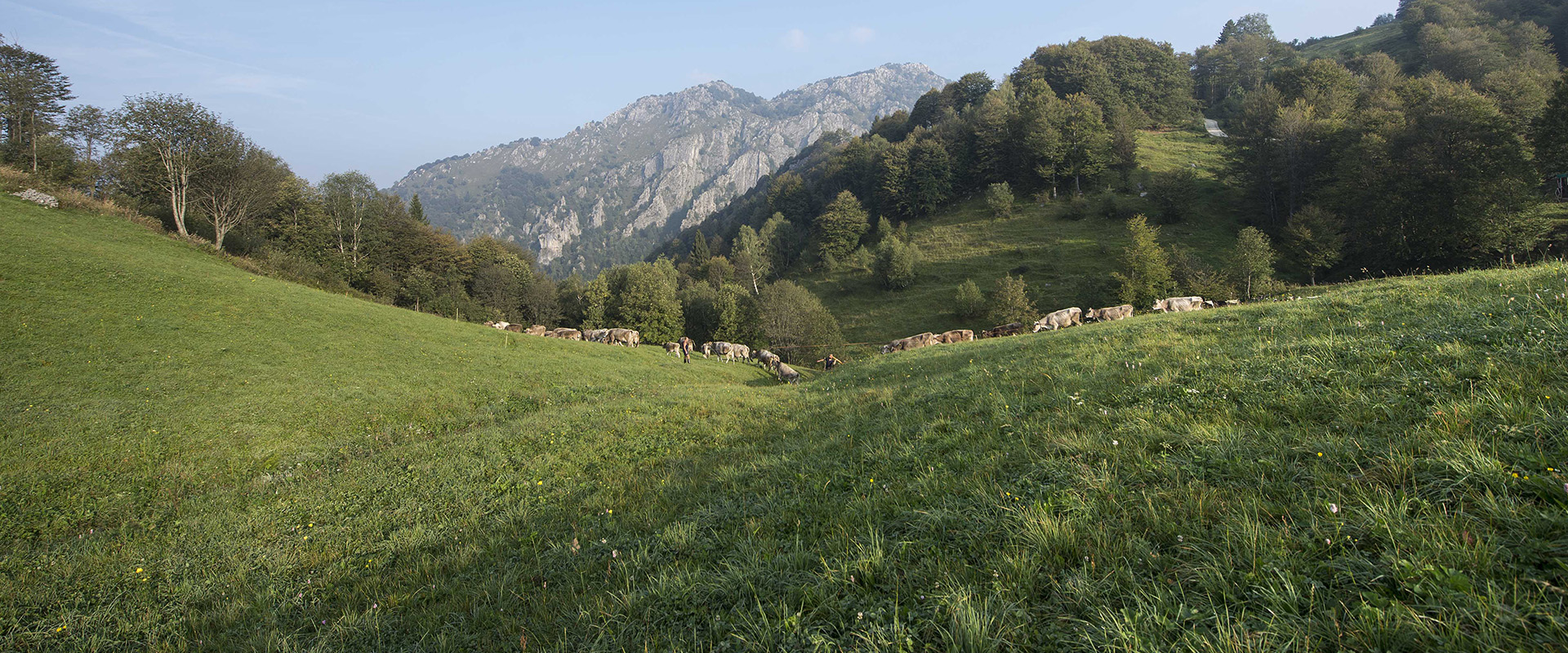 Taleggio. Foto &copy; M. Mazzoleni