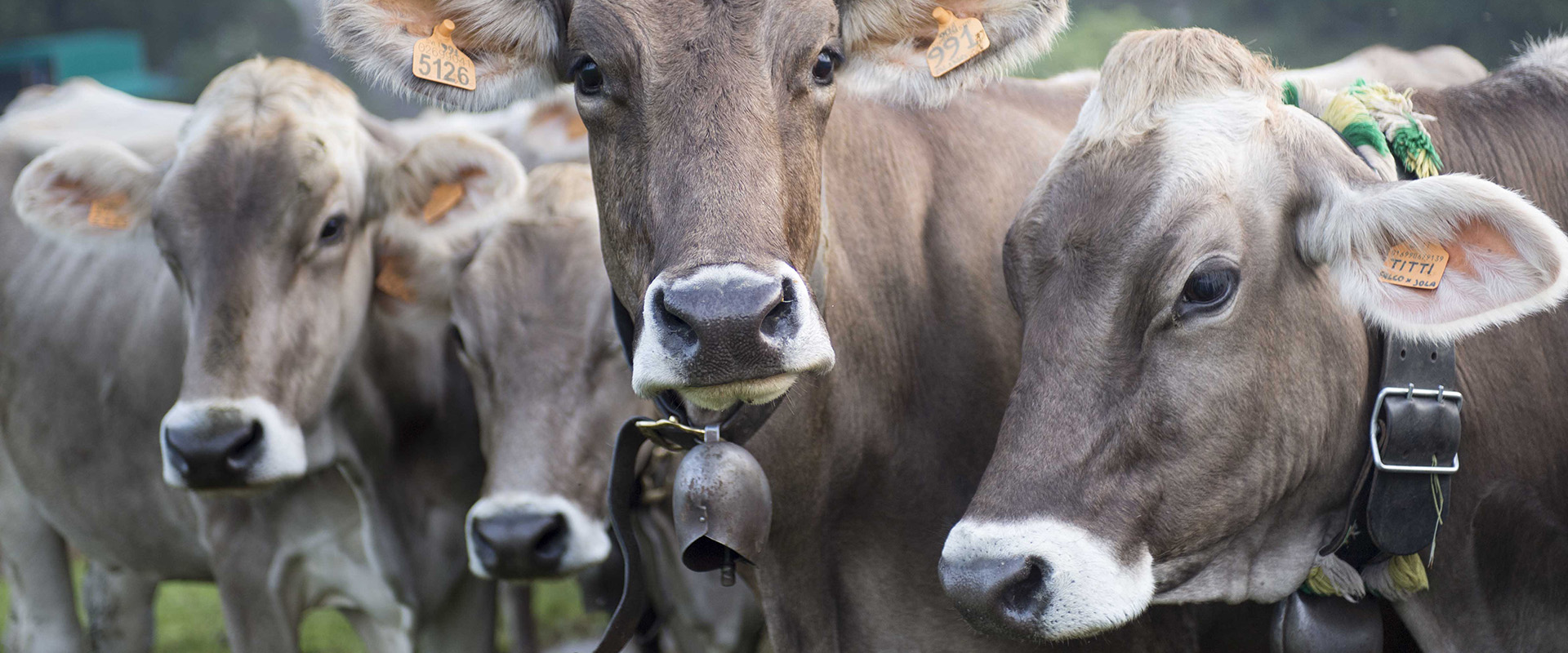 Taleggio. Foto © M. Mazzoleni