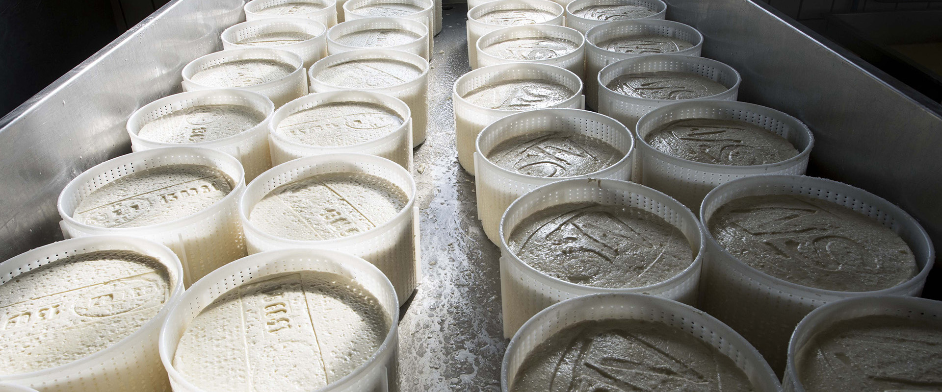 formaggi che fermentano